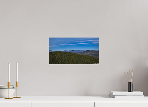 15 x 8″, ChromaLuxe HD Metal Print Bird Soars Over Forest Behind Carpenter's Peak