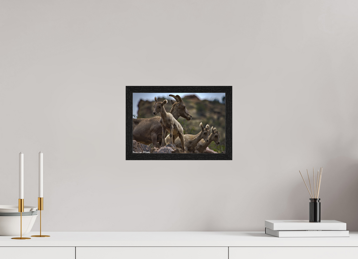 11.9 x 8″, Glossy Acrylic Glass in Hamburg Frame (Black Oak) Bighorn Sheep Overlooking Waterton Canyon