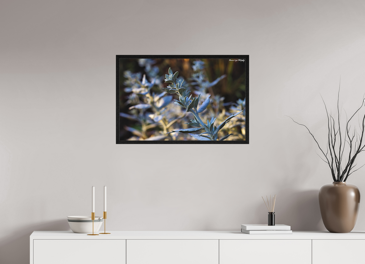 30.3 x 20″, Matte Acrylic Glass in Hamburg Frame (Black Oak) Silver Sagebrush in Deer Creek Canyon, Sunrise