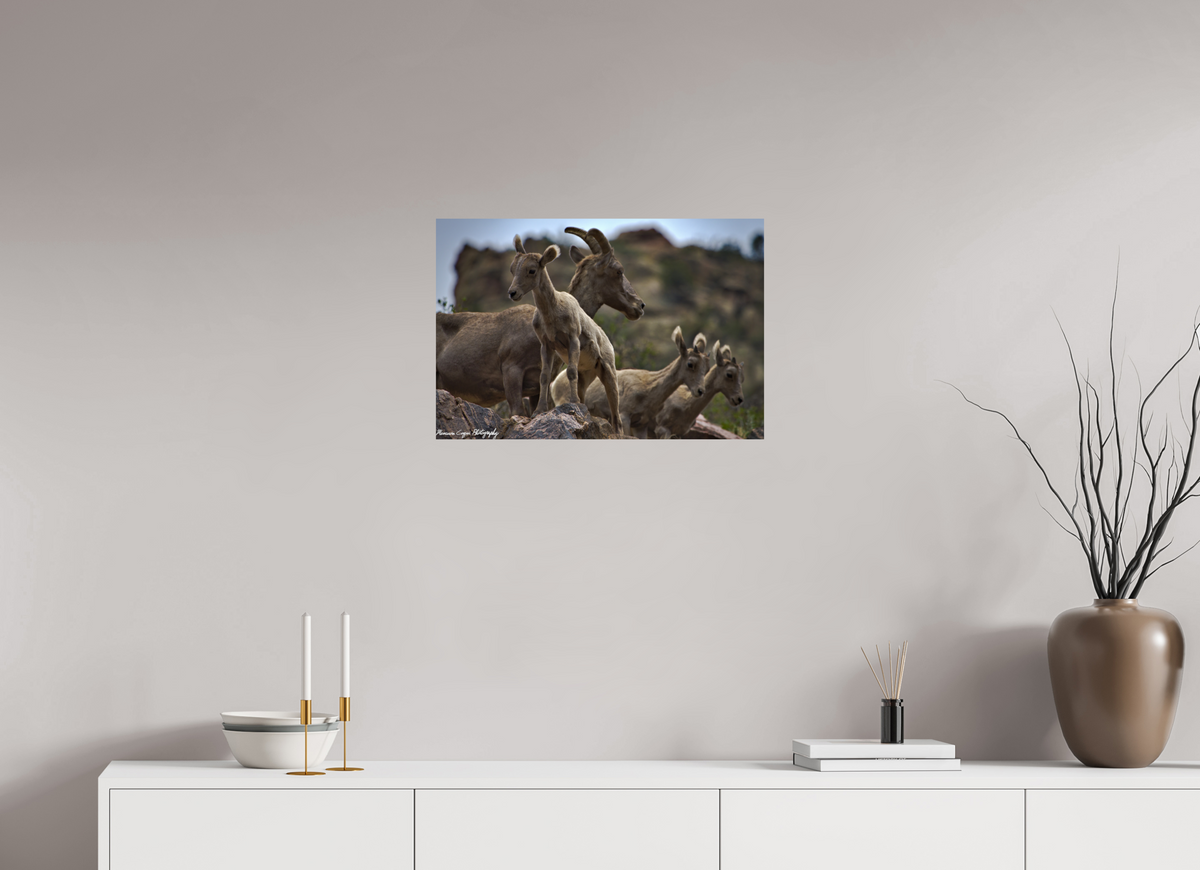 23.7 x 16″, ChromaLuxe Standard Bighorn Sheep Overlooking Waterton Canyon