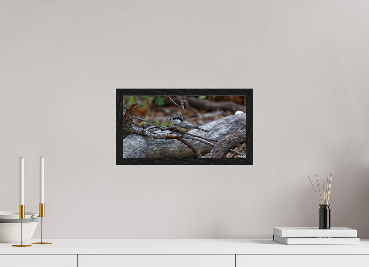 15.1 x 8″, Glossy Acrylic Glass in Hamburg Frame (Black Oak) Mountain Chickadee near Gem Lake