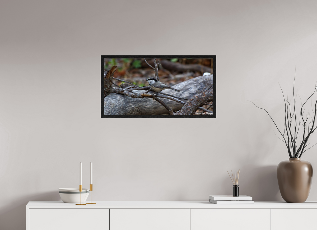 30.2 x 16″, Glossy Acrylic Glass in Hamburg Frame (Black Oak) Mountain Chickadee near Gem Lake