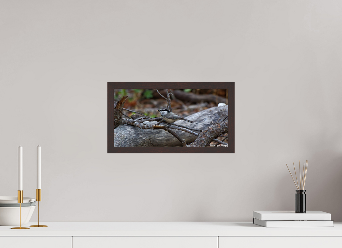 15.1 x 8″, Glossy Acrylic Glass in Hamburg Frame (Alder Brown) Mountain Chickadee near Gem Lake