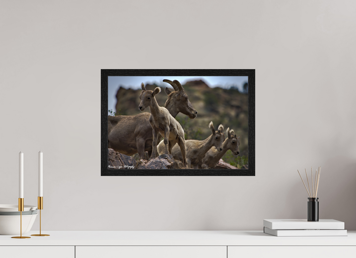 17.8 x 12″, Glossy Acrylic Glass in Hamburg Frame (Black Oak) Bighorn Sheep Overlooking Waterton Canyon